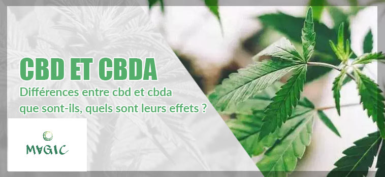 CBD et CBDA: quelles sont les différences? MAGIC